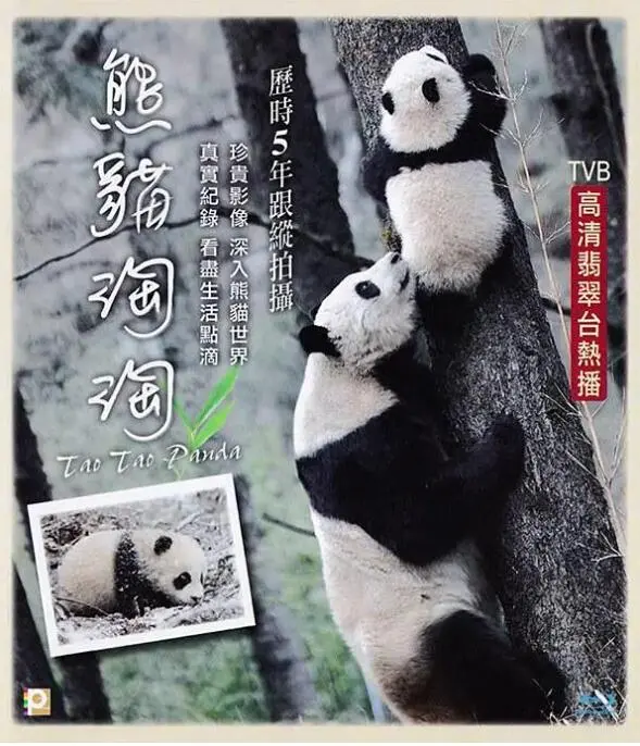 《熊猫淘淘》：萌化了！没想到一部动画片，竟藏着如此深刻的“庙不可言 OVA”！
